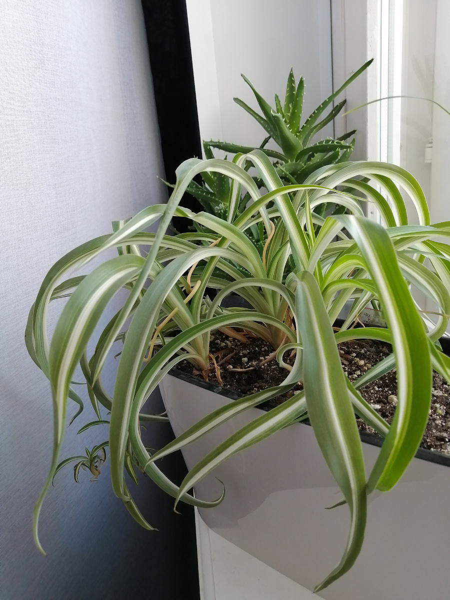 Хлорофитум. Январь 2026г