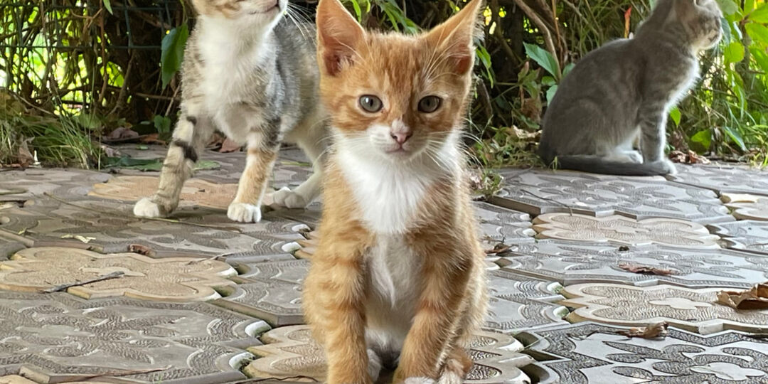 Нужно ли мыть кошку - обсуждение