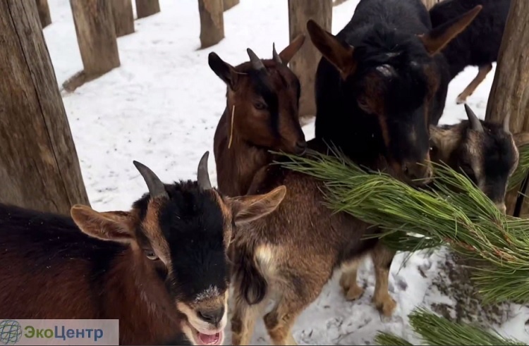    На фото стоп-кадр видеоматериала ТГ-канала "ЭкоЦентра" Редактор