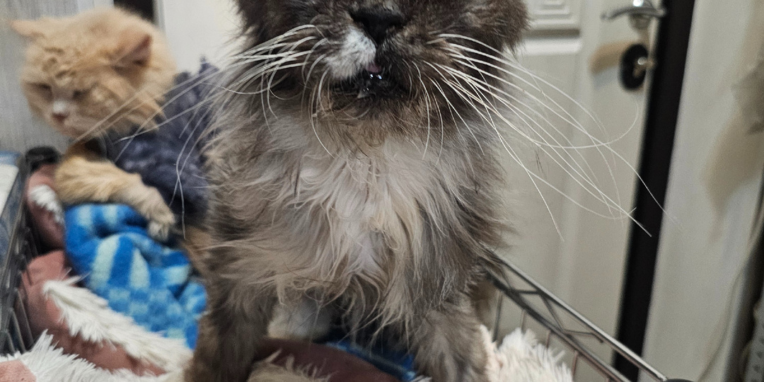 Помогите спасти кошек.