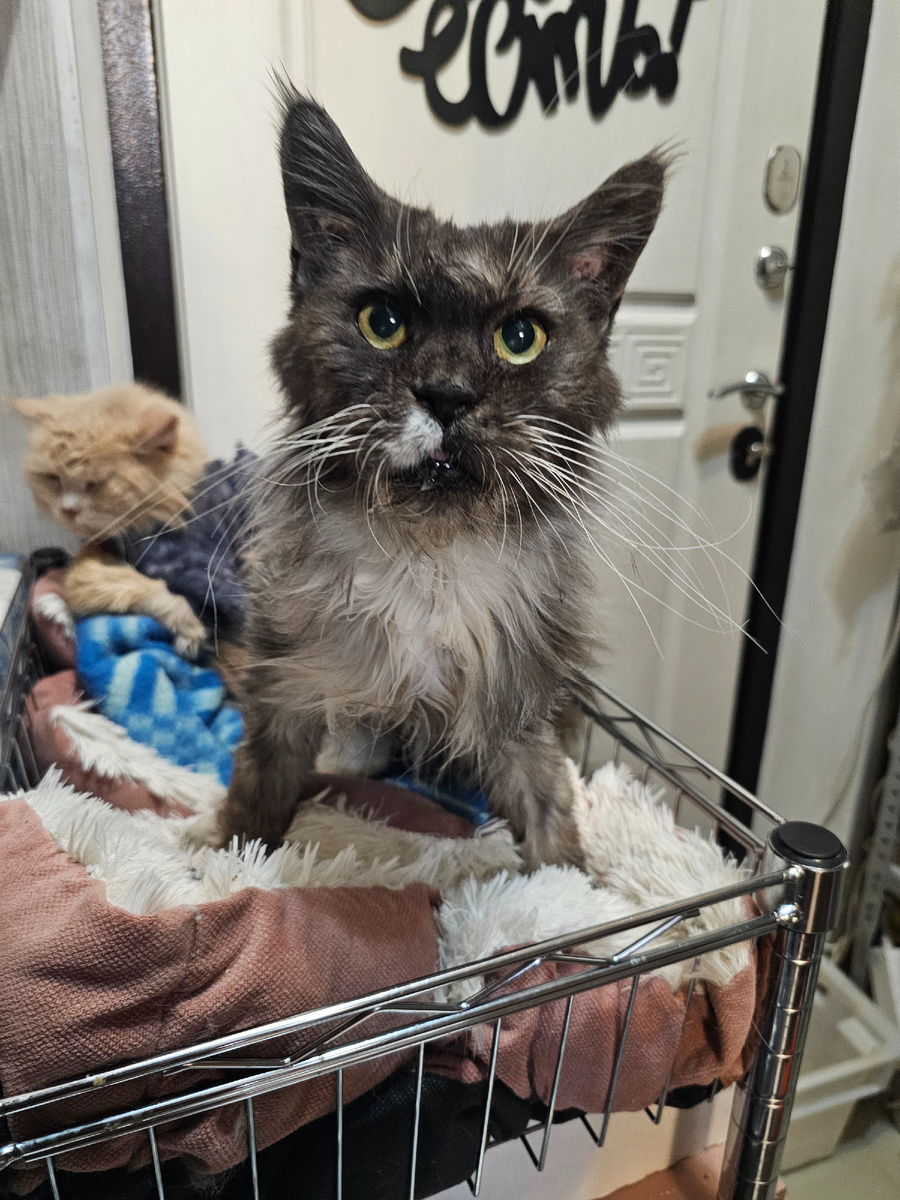 Фото автора. Соня кого-то жила у "развиденцев", когда выяснилось, что она не может рожать и больна, от нее хотели избавиться. Так она оказалась у меня. Жива благодаря всем вам друзья и вашей поддержке.