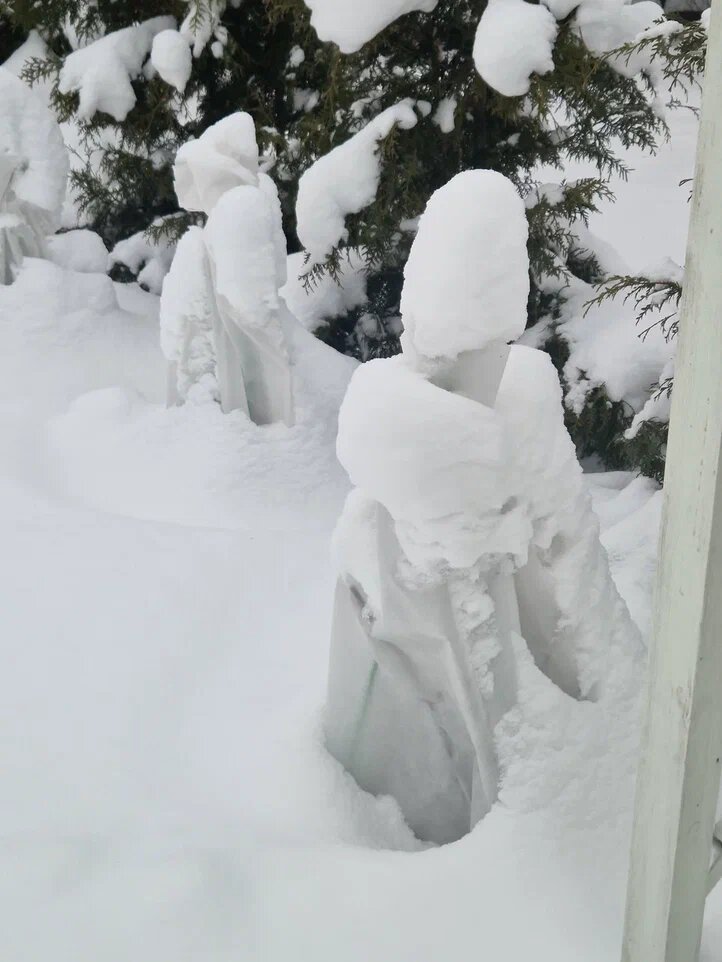 Мои розы укутались