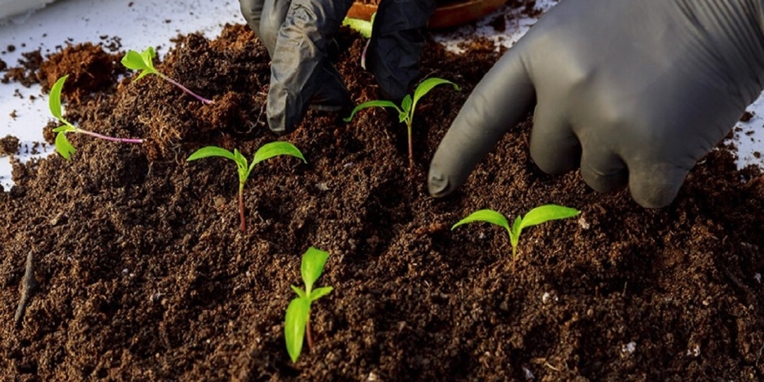 Выращиваем перец: легко и с удовольствием. Посев семян перца на рассаду
