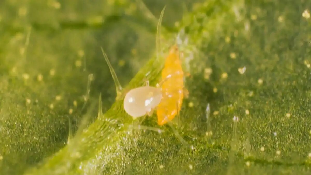 Фото:Koppert
Хищный клоп Amblydromalus limonicus отличается повышенным аппетитом по сравнению с другими хищными клещами