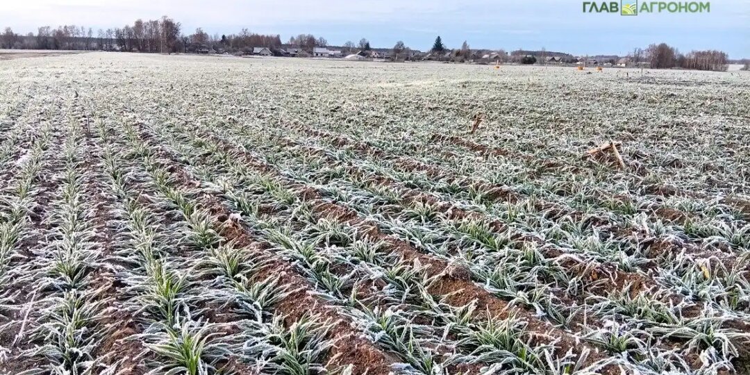 Почвенная биота – недооцененный ресурс повышения урожайности сельхозкультур