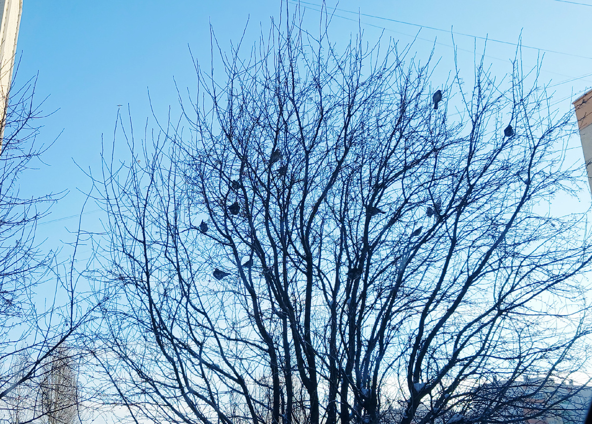 "Доброе утро, мир! Ты прекрасен!" Фото автора