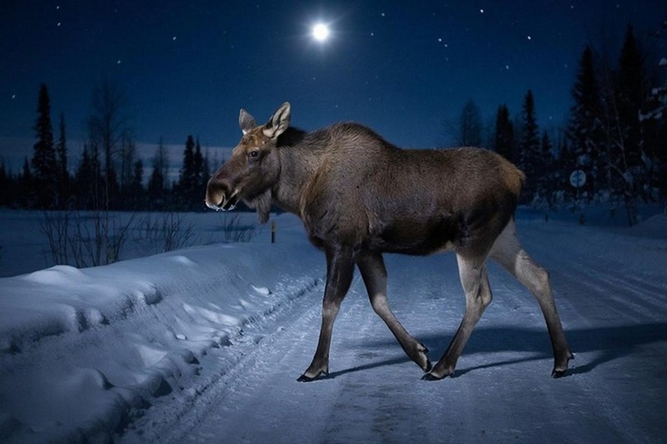    Инцидент произошел на дороге Можга – Бемыж. Фото: нейросеть