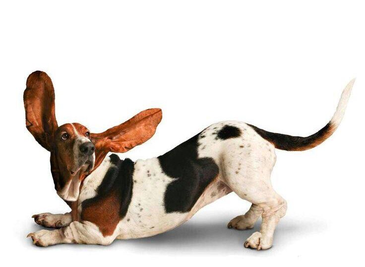 Как не обновлять сайт вручную: почему питомники «забывают» свои сайты — и как сделать по-другому