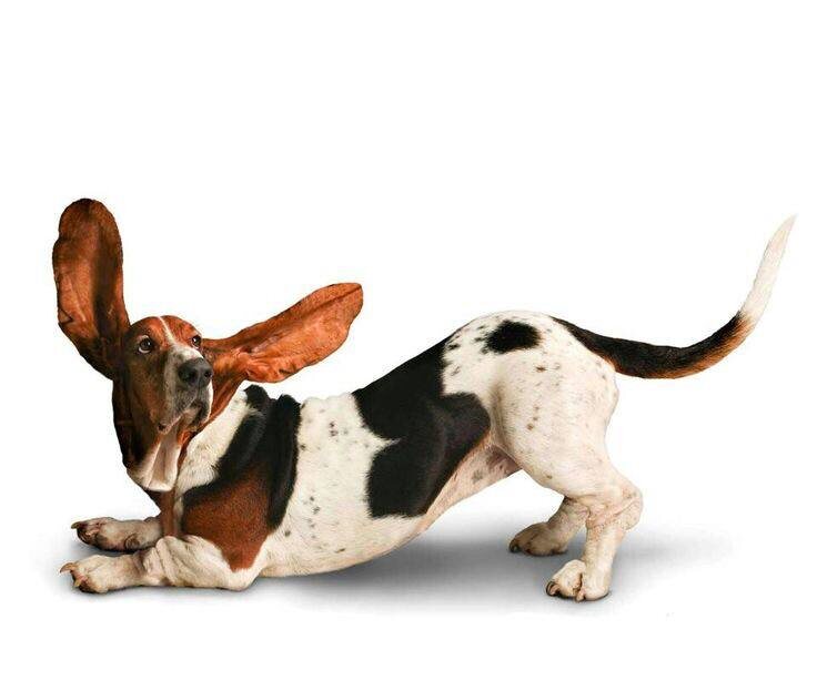 Как сделать иначе: сайт как живое отражение питомника