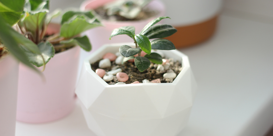 Фикус микрокарпа: бонсай для начиающих