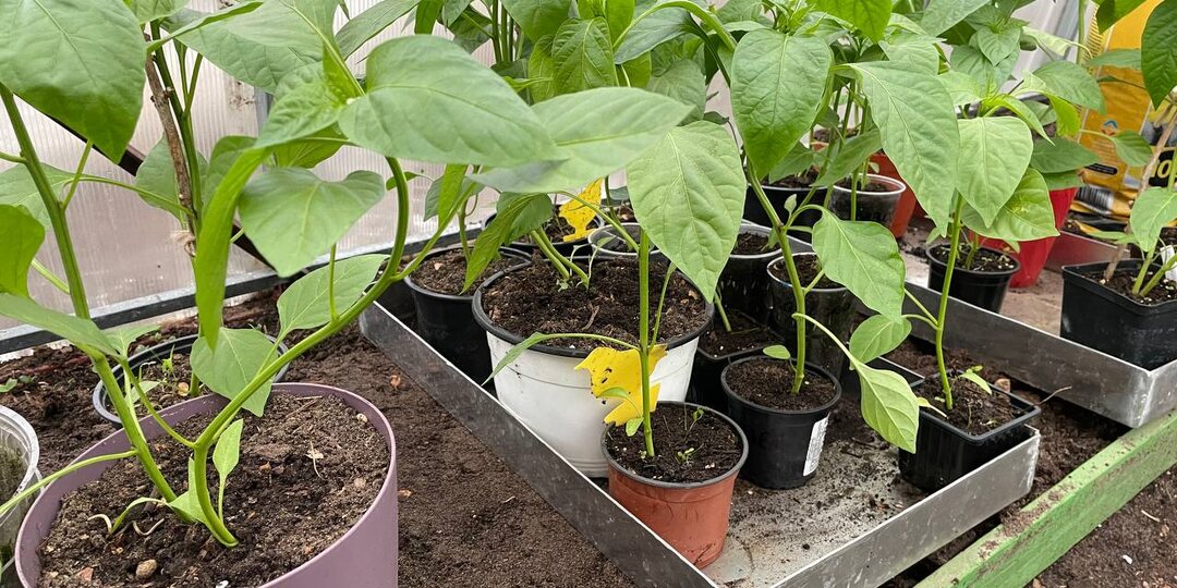 Кормящий грунт для рассады: готовим почву, которая сама «кормит» растения без вашего участия