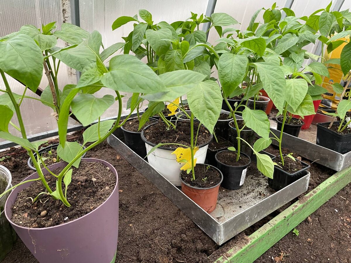 Перцы рассада 18 апреля фото