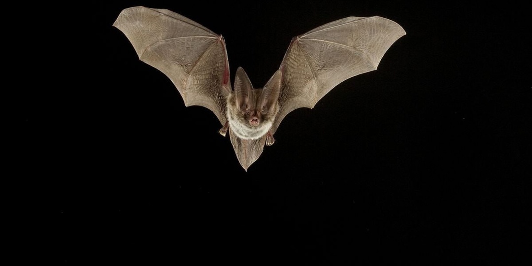 Что значит быть летучей мышью — и почему этот вопрос до сих пор нервирует науку
