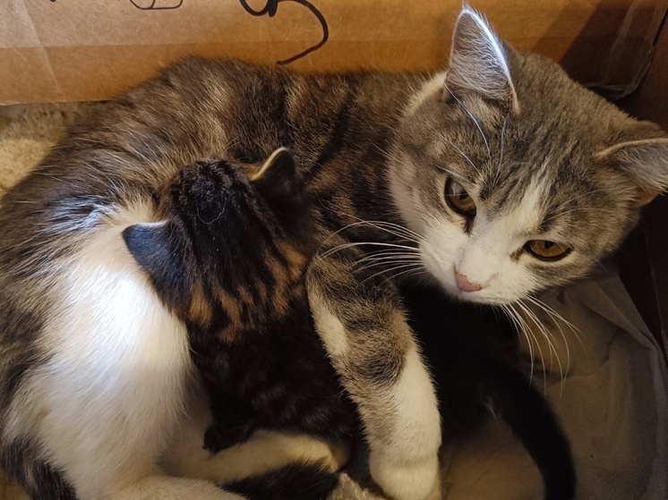     фото: мк в вологде