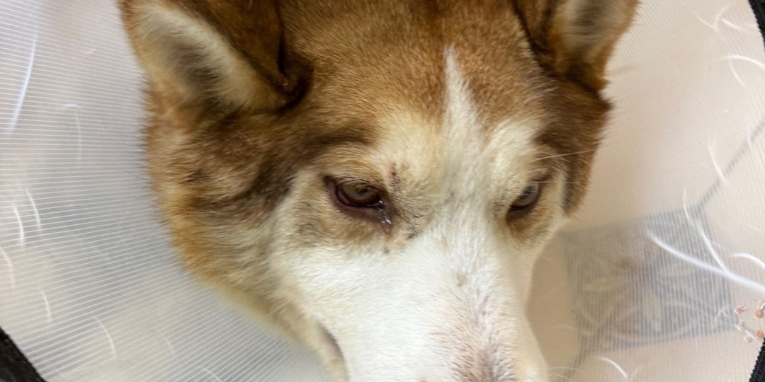 Попавший под машину рыжик нуждается в помощи неравнодушных костромичей