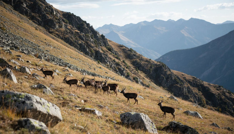    Планировалось изучение свойств мускуса кабарги. Коллаж Царьграда