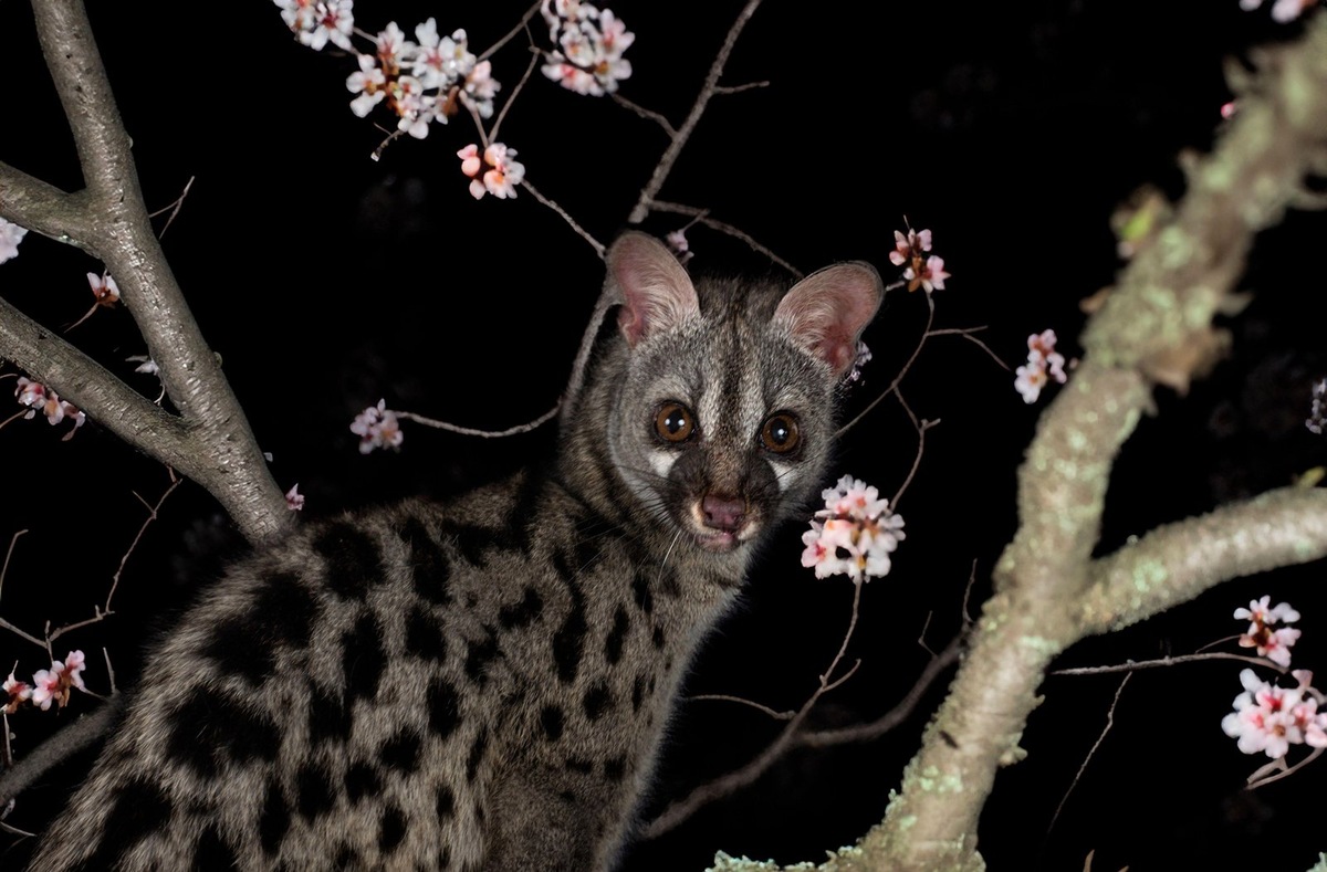    Так выглядит пятнистая генета. Фото несет иллюстративный характер