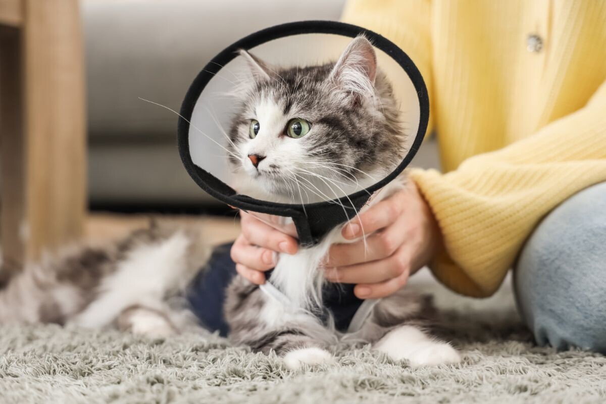 Кошка после стерилизации