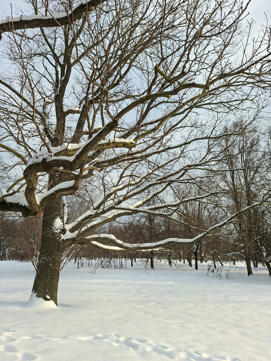 Половина зимы уже в прошлом 