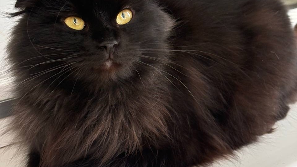 Кошечку собираются выпускать на улицу после стерилизации. Срочный поиск дома!