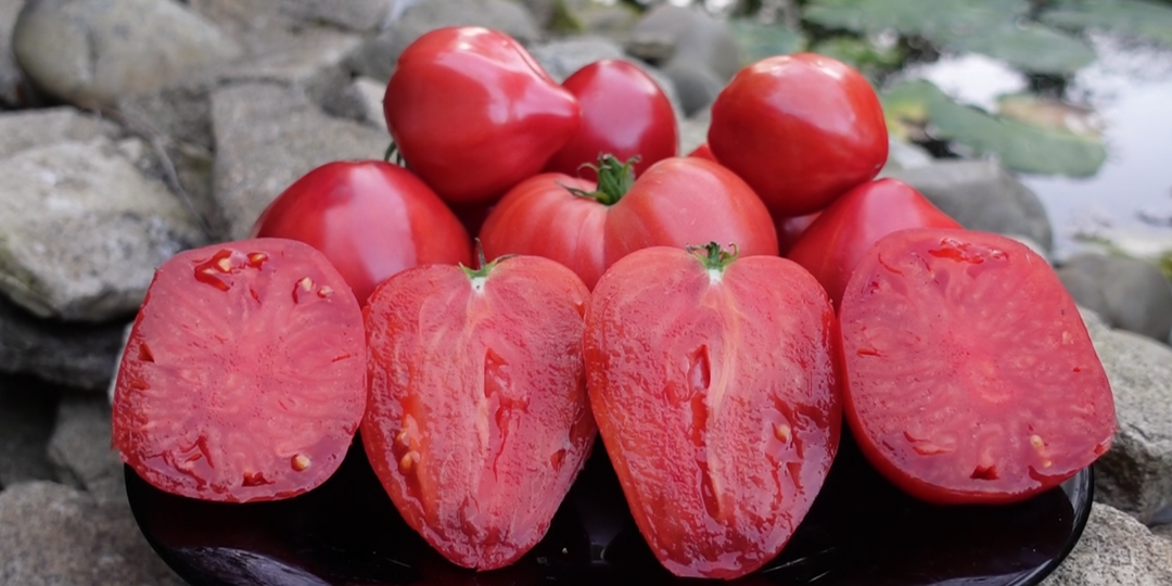 Новые сорта томатов на весну 2026, часть 1