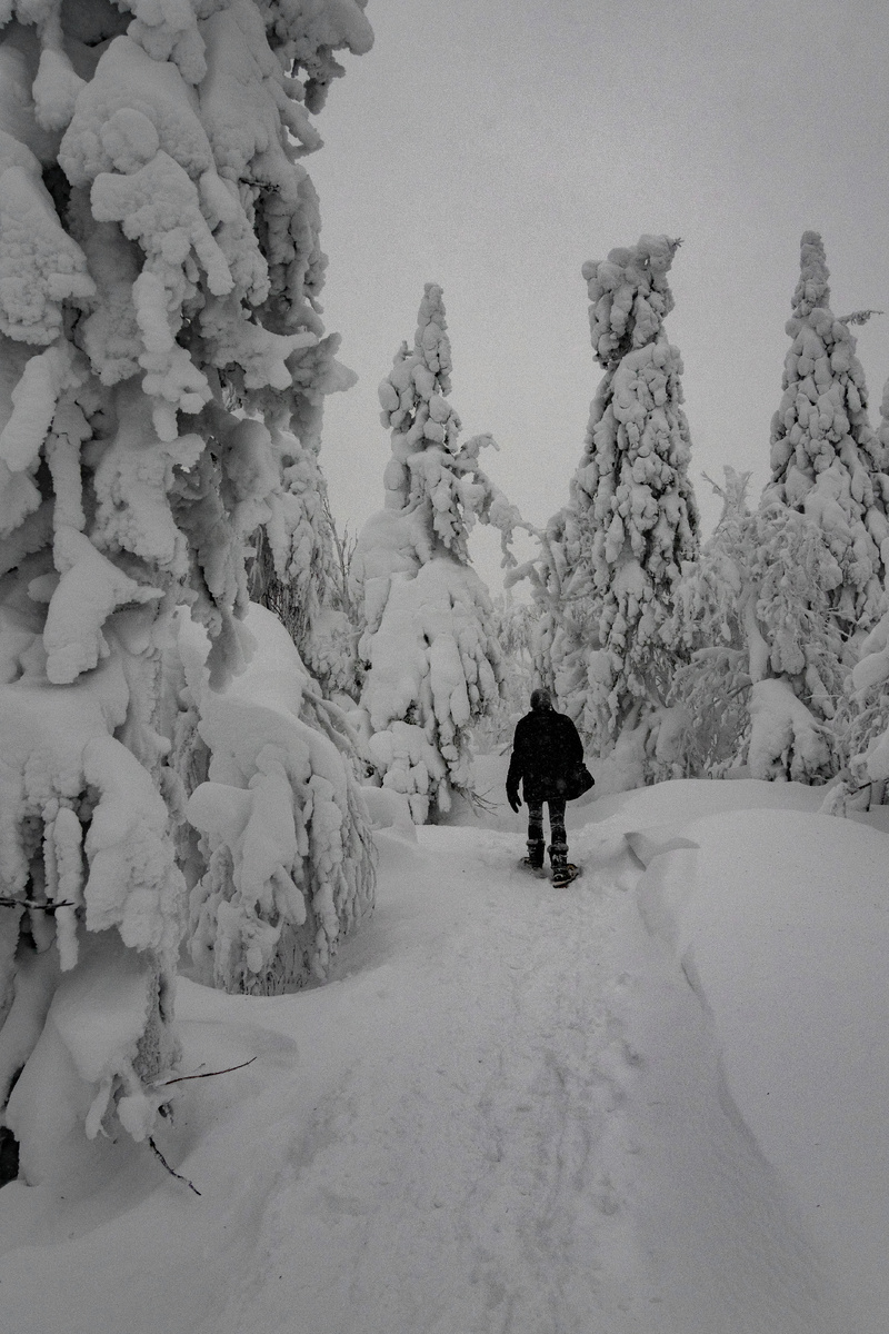 типичный лес в Пермском крае