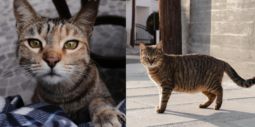 Почему кошка "закапывает" миску, в которой ничего нет: разгадка кошачьей странности