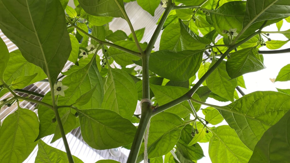 Кучно цветет!