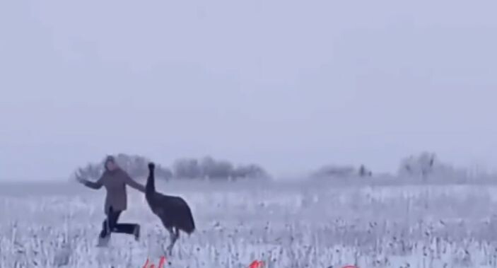    Telegram-канал 112