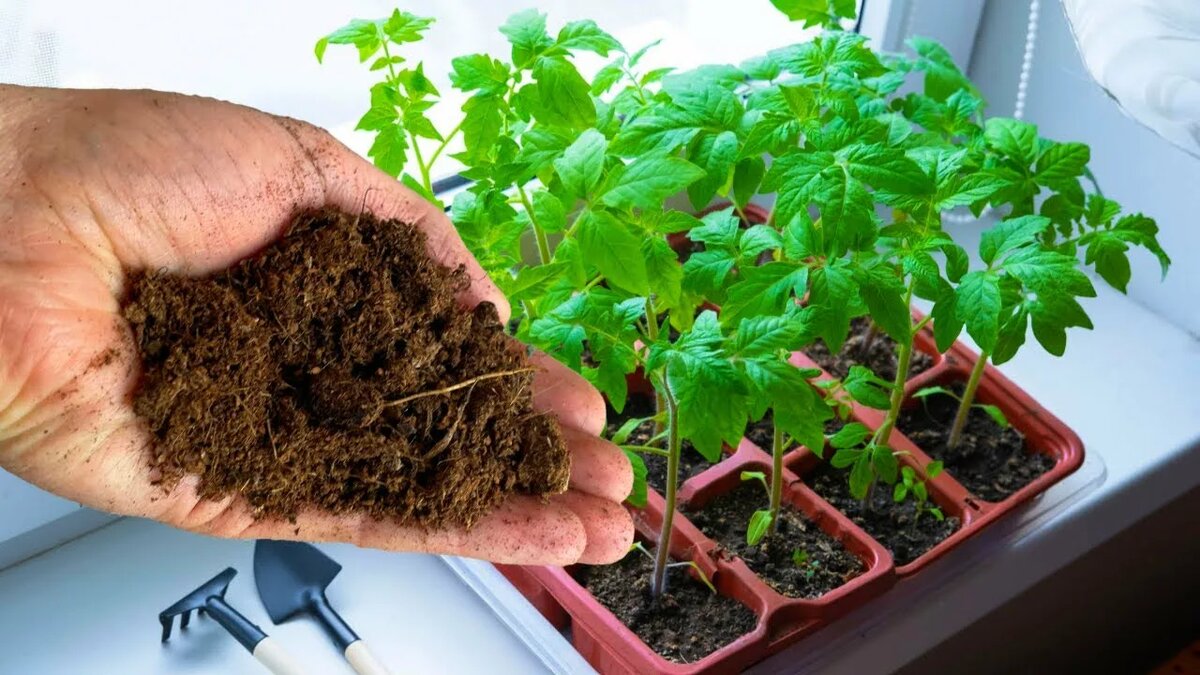 Крепкая рассада