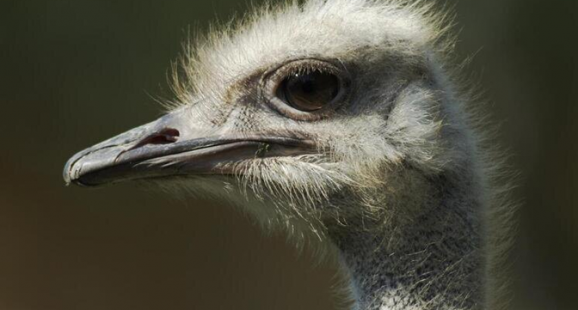    © Richard Weidinger/imageBROKER.com/Global Look Press