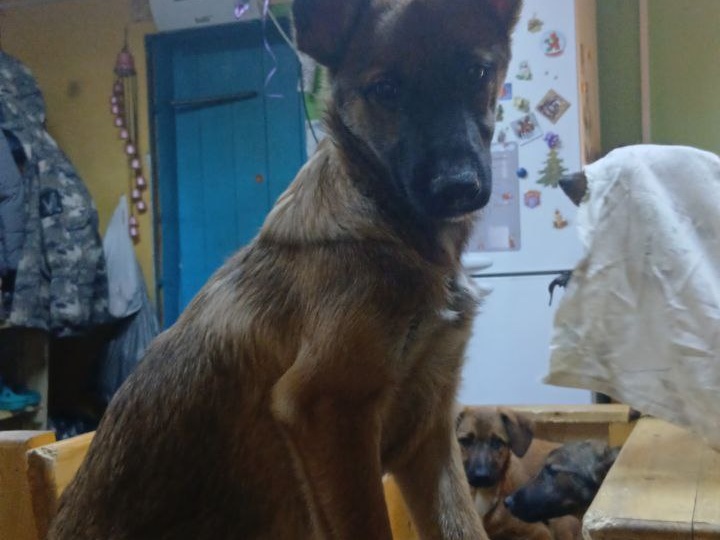 "Безнадёга, безнадега, безнадёга, от тебя к надежде долгая дорога"