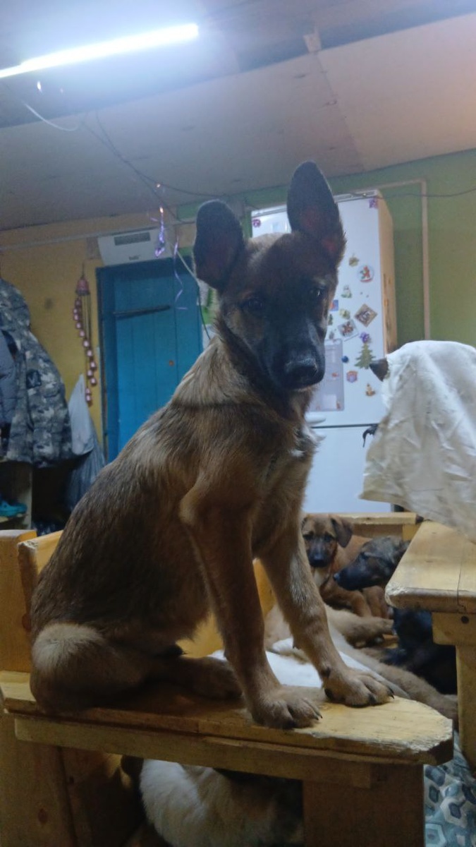 Жители приюта Ананда. Женки уже подросли, все привиты, ждут сових пап и мам, если это Вы, пишите, звоните. Возможна организация доставки в другие регионы страны.