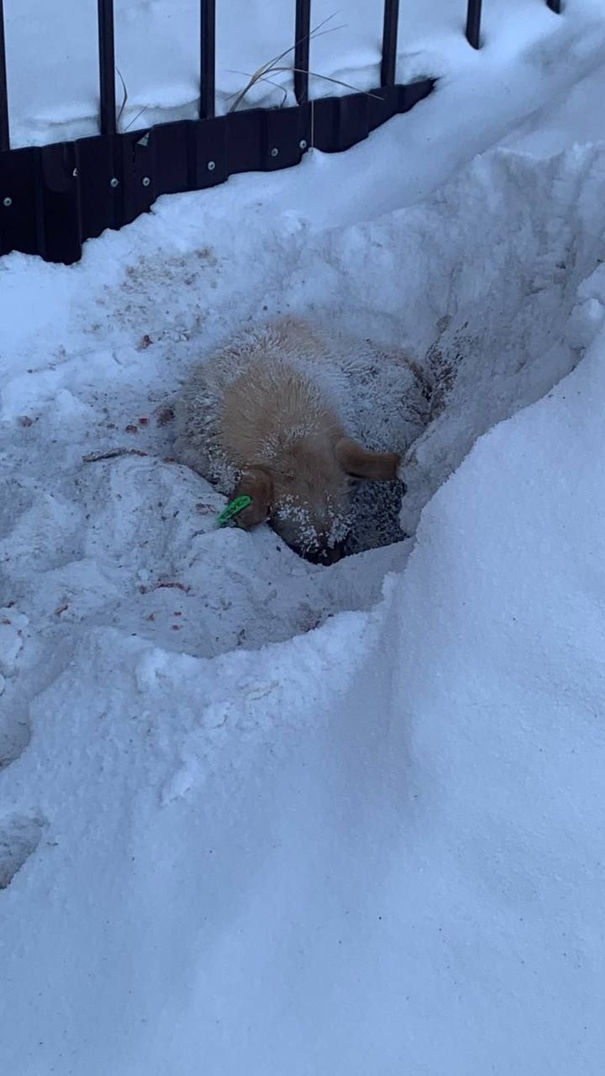 Пёсик после отлова, он почти замерз, но его заметили и забрали в приют. К сожалению, прогнозы, пока не утешительные. Пёсик скорее всего болен чумкой, кроме того, сильно пострадал от холода, есть серьезные повреждения. Но он в приюте и за его жизнь и здоровье борятся, Будем верить, что всё будет хорошо