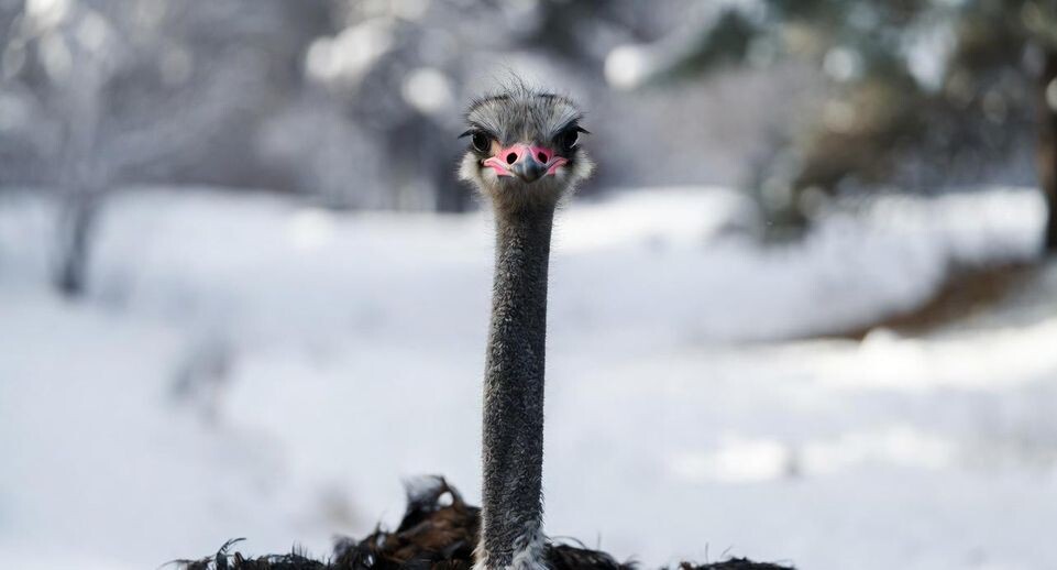    Подмосковье сегодня/Сгенерировано нейросетью