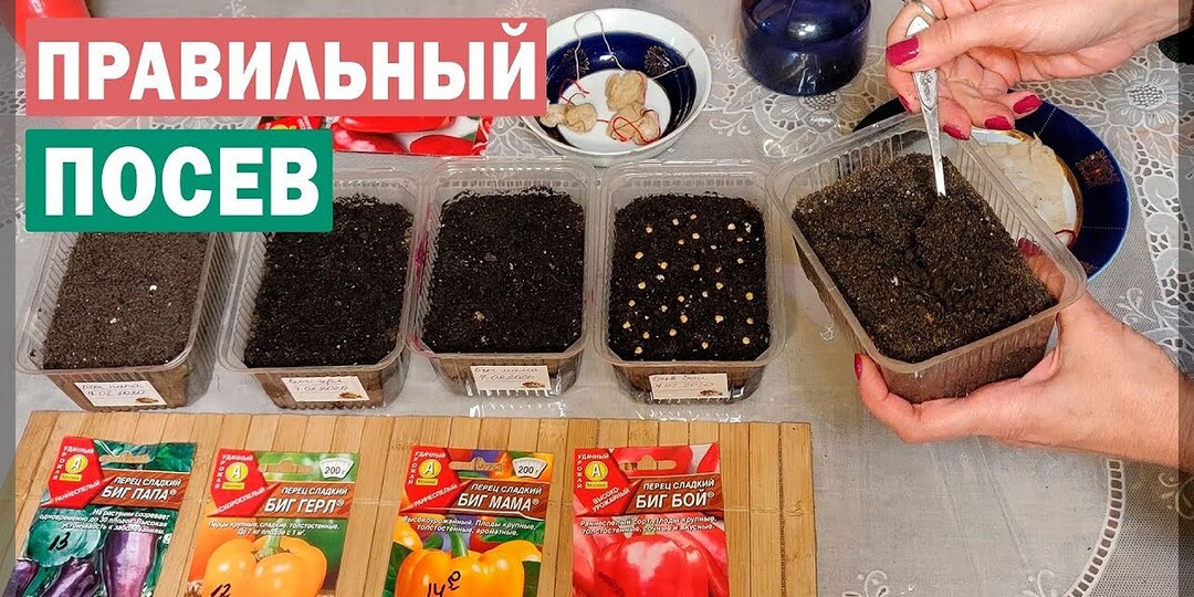 12 фатальных ошибок при выращивании рассады перца: глупейшие ошибки при выращивании рассады перца, которых нужно избегать