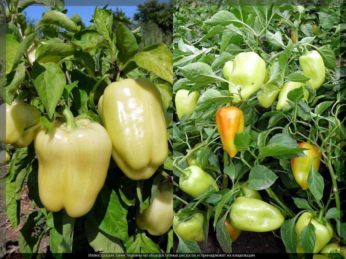 https://vk.com/photo-159774511_457275129. Кубовидные и конусовидные перцы