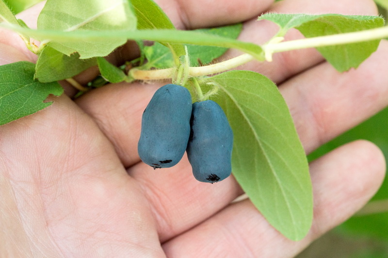 Подливаю под жимолость весной золу и перегной. Ягод стало в 4 раза больше