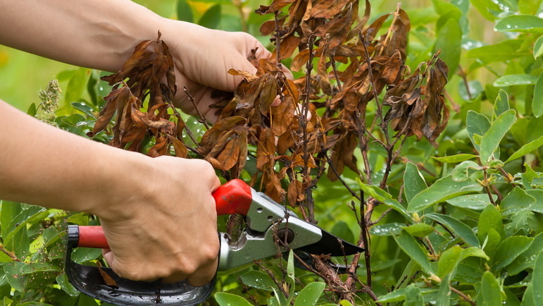 Так выглядели мои кусты после химических подкормок