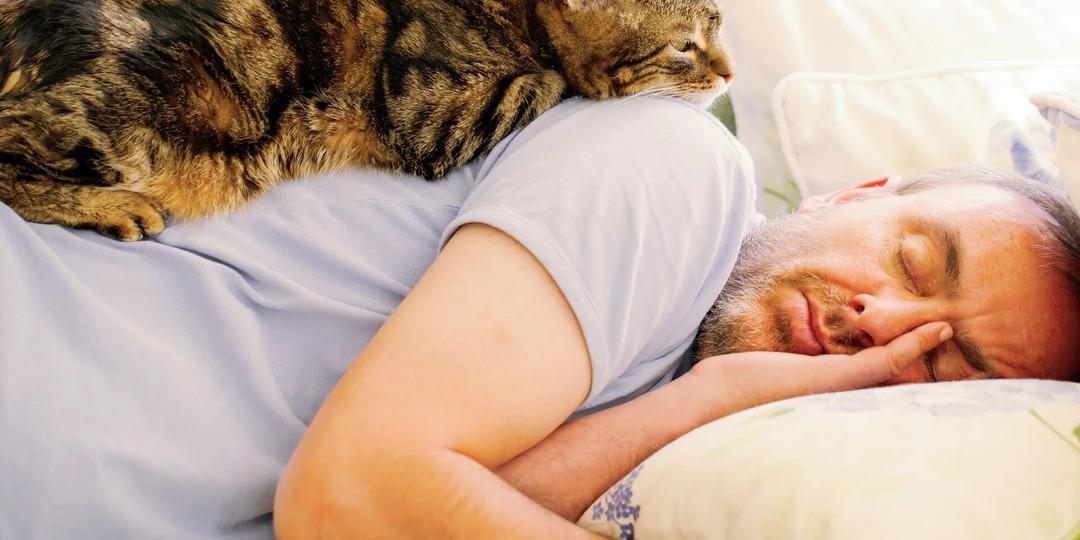 Почему кошки ложатся на больное место?