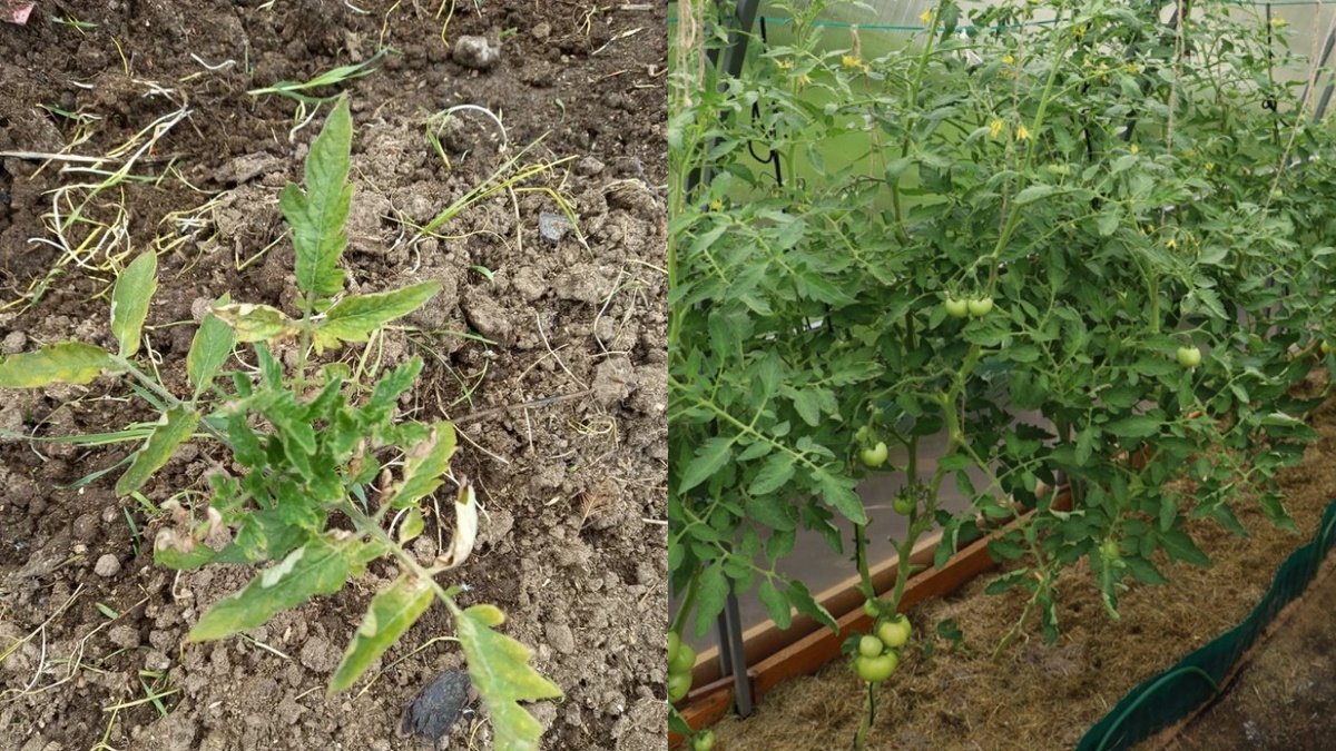 От хаоса к порядку - мой путь к разумному земледелию