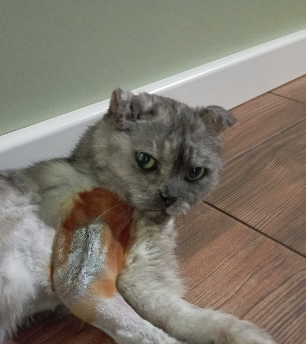 19.15 - операция была 7 часов назад. Соню ещё штормит. Но она уже немного поела. 