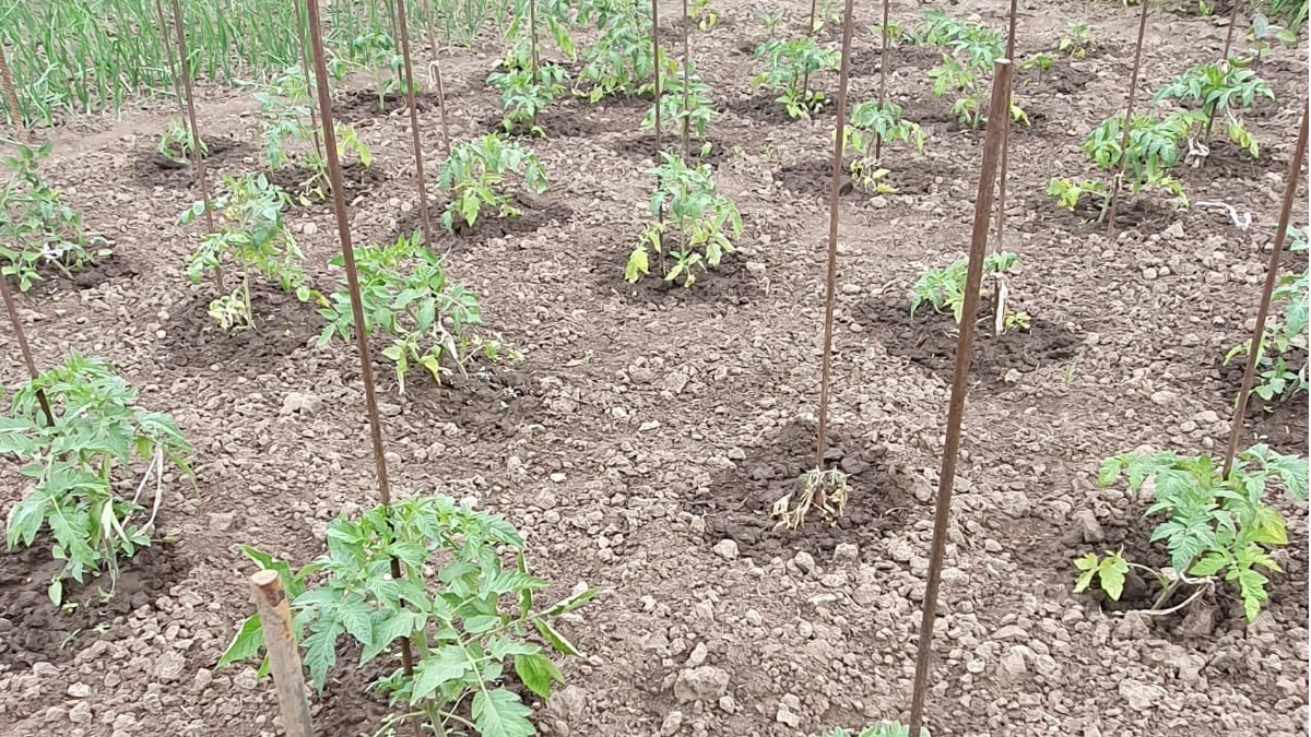 Точный расчет размещения томатов