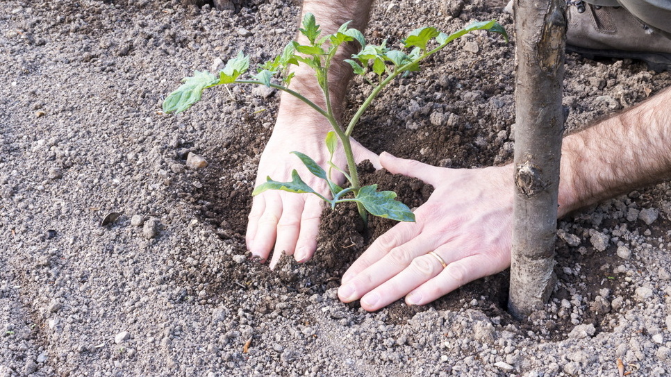 Точная схема размещения 8 кустов на 6 квадратных метрах