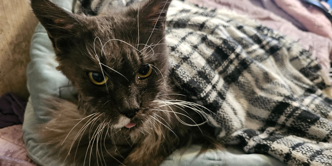 Помогите спасти.