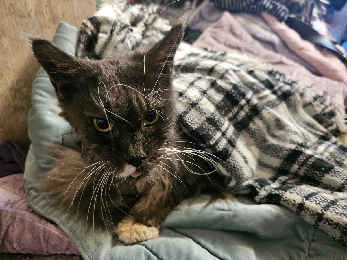 Фото автора. Софи кого-то была у "развиденцов", они хотели, что бы она ражала, но у нее оказалось плохое здоровье. И по этой причине хотели избавиться, что бы не тратиться на лечение. Так Соня оказалась у нас.