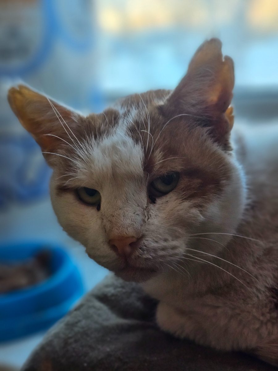 Фото автора. Боинг наш, пожалтел.