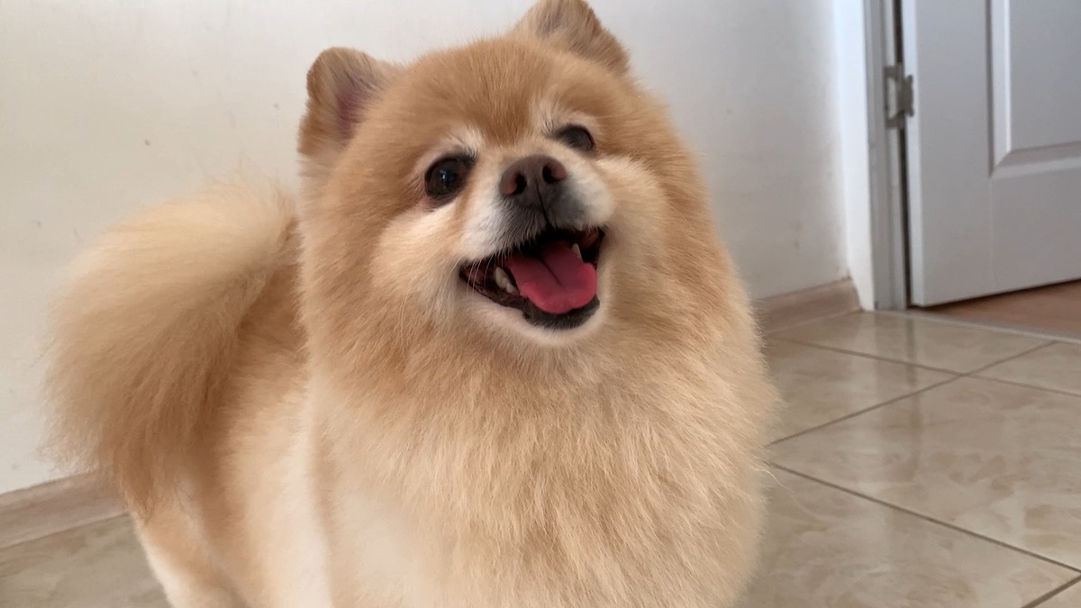 Шпицы всегда очаровательны