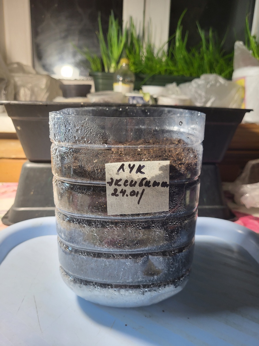 Лук Эксибишен, посев в конце января