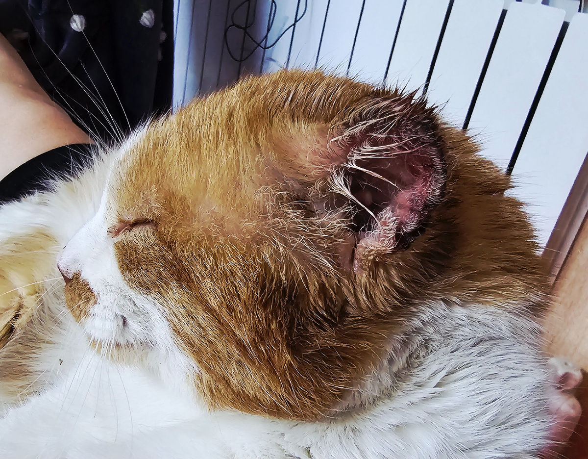 Сильнее всего пострадали уши